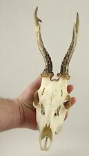 Used, Roe Deer Antlers on Skull NATURAL Buck Horn Wall Mount Trophy Taxidermy Stag for sale  Shipping to South Africa