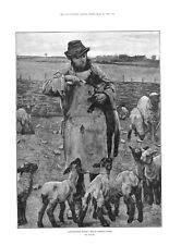 Feeding lambs farmer for sale  Saint Louis