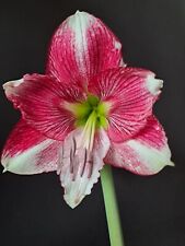 Hippeastrum hybrid FQARL - 1 bulb / offset about 1.5 cm for sale  Shipping to South Africa