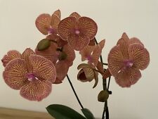 Rchidee phalaenopsis lip gebraucht kaufen  Bassum