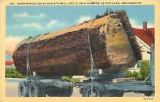 Giant spruce log for sale  Newton