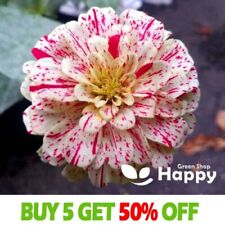 Zinnia candy stripe for sale  DONCASTER