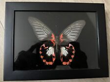 Real framed butterfly for sale  Costa Mesa