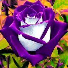 Rosa osiria viola usato  Vercelli