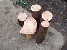 Wood turning yew for sale  REIGATE