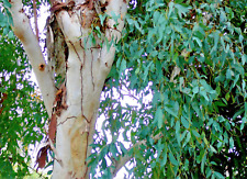 Organic eucalyptus dalrymplean for sale  San Francisco