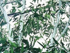 Australischer schnee gummibaum gebraucht kaufen  Kaiserslautern