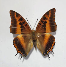 CHARAXES DRUCEANUS DRUCEANUS ***** male  *****South Africa for sale  Shipping to South Africa