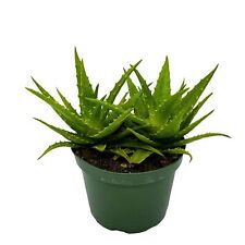 Tiger tooth aloe for sale  Apopka