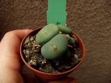 Conophytum sp. plant for sale  HALSTEAD