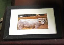   Foto 5 x 7 y fotografía enmarcada estampado de bellas artes firmado en el reverso de impresión vacas segunda mano  Embacar hacia Argentina
