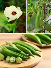 Okra clemson spineless for sale  BROCKENHURST