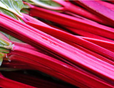red rhubarb cherry for sale  Chicago