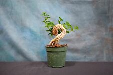 Premna pre bonsai for sale  North Fort Myers