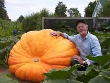 Pumpkin atlantic giant for sale  Shipping to Ireland