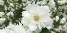 Philadelphus pearls perfume for sale  Jasper