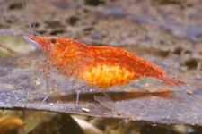 sakura shrimp for sale  EDINBURGH