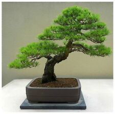 10 semi di Pinus densiflora, pino rosso del Giappone, semi bonsai usato  Nizza Di Sicilia