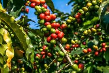 Samen arabica kaffee gebraucht kaufen  Frammersbach