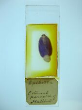 Antique microscope slide. for sale  Shipping to Ireland