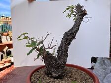 Pre bonsai quercia usato  Siracusa