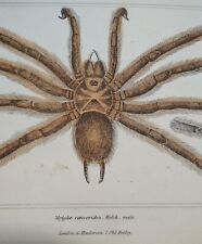 Antique tarantula print d'occasion  Expédié en Belgium