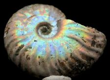 Beautiful iridescent ammonite d'occasion  Expédié en Belgium