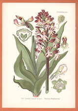 Usado, Braunes Knabenkraut Orchis fusca Orchideen  THOME Lithographie 1890  Orchid comprar usado  Enviando para Brazil