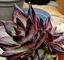 Echeveria red sandalwood for sale  STOKE-ON-TRENT