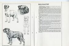 Bullmastiff 1978 dog for sale  COLEFORD
