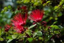 Red mimosa tree for sale  Ravensdale