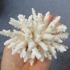 White coral real for sale  Shipping to Ireland