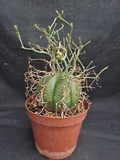 Euphorbia valida mature usato  Casatenovo