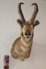 Vtg antelope pronghorn for sale  Brandon