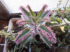 Kalanchoe pink butterfly gebraucht kaufen  Ochtrup