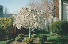 Weeping cherry trees for sale  Mcminnville