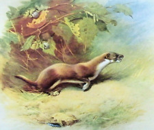 Weasel. vintage 1970s for sale  NELSON