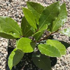 Healthy bayleaf herb for sale  Norco