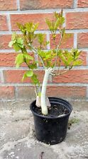 Esche pre bonsai gebraucht kaufen  Uetersen