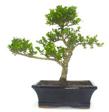 Large ilex bonsai for sale  LLANDRINDOD WELLS