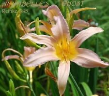 Annabelle ghost daylilies for sale  Portland
