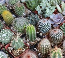 Mixed cactus seeds for sale  Buffalo