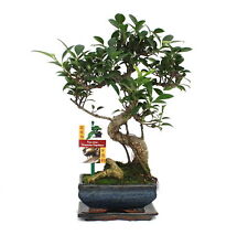 Exotenherz bonsai chinesischer gebraucht kaufen  Zweibrücken