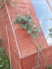 Used wooden garden for sale  CWMBRAN