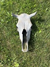 Steer skull real for sale  Hershey