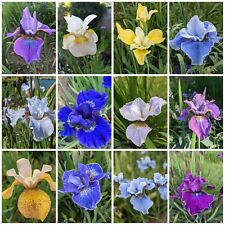 Iris sibirica seeds for sale  SCUNTHORPE