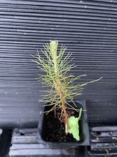 plant potted pine tree for sale  Martin