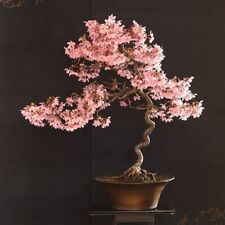 Japanese flowering cherry for sale  Russell