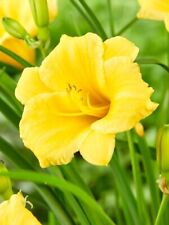 Live daylily yellow for sale  Ann Arbor