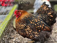 x6 Organic Gold Laced Pekin Bantam Hatching Eggs *Pure Breed & Show Quality* for sale  BRIDGEND